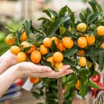 Kumquat (Citrus japonica) ´FORTUNELLA MARGARITA´ - výška 130-150 cm, obvod kmeňa 4/6 cm, kont. C10L